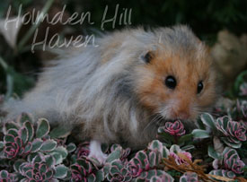 RC- Golden Umbrous Longhaired